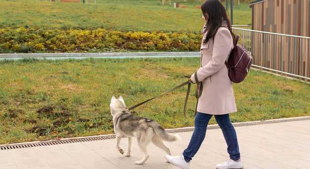 Servicio de paseo de perros y gatos en Cantabria